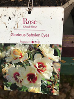 Rose - Glorious Babylon Eyes